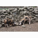 DSC_5571Mittel_.JPG